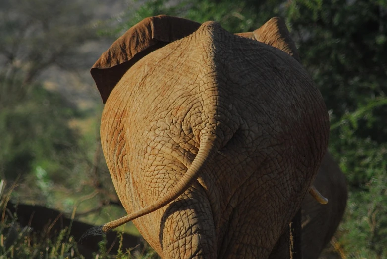 an elephant that is walking in the grass, flickr, hurufiyya, back of head, samburu, morning detail, hyperdetailed!