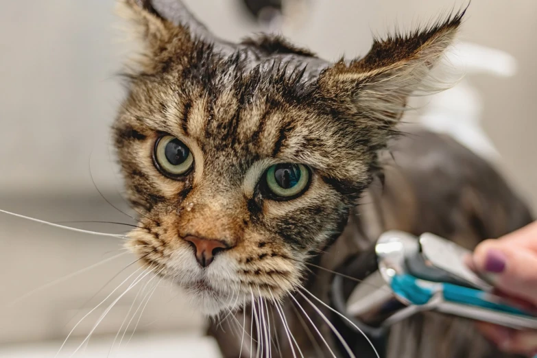 a close up of a cat getting a haircut, a portrait, by Jakob Gauermann, shutterstock, under a shower, looking to camera, water dripping off him, cyborg kitten