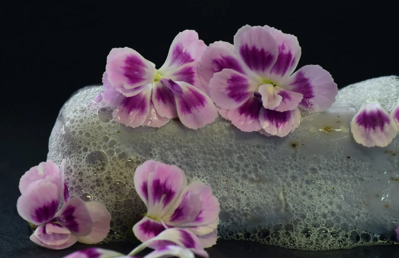 a close up of some flowers on a rock, a macro photograph, flickr, romanticism, pink water in a large bath, on a gray background, sponge, violet polsangi