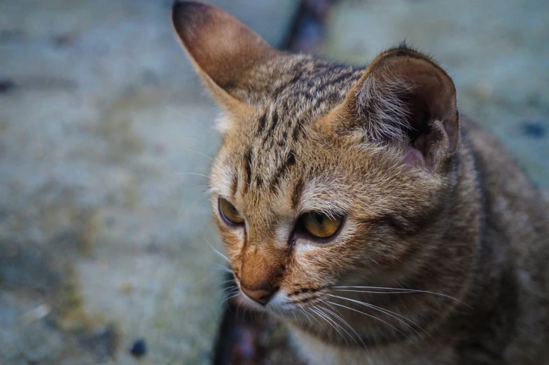 a close up of a cat with a blurry background, a portrait, shutterstock, mingei, very sharp and detailed photo, sad expression, brown tail, cat ears on her head