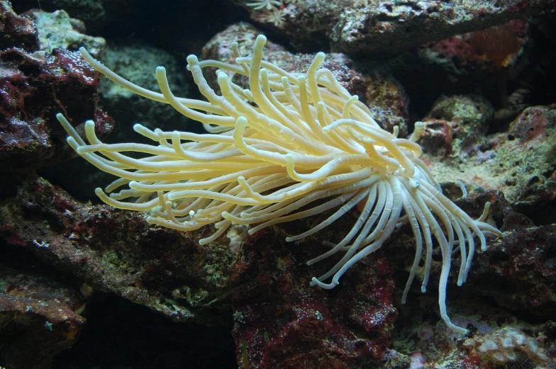 a close up of a sea anemone on a rock, by Robert Brackman, flickr, rasquache, flowing tendrils, elegant coral sea bottom, spaghetti, long arm