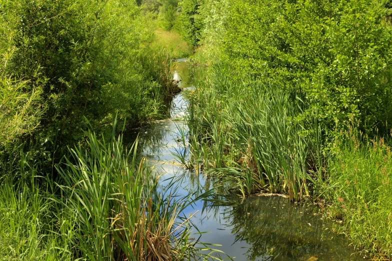 a stream running through a lush green forest, inspired by Ethel Schwabacher, flickr, phragmites, river stour in canterbury, walton ford, inlets