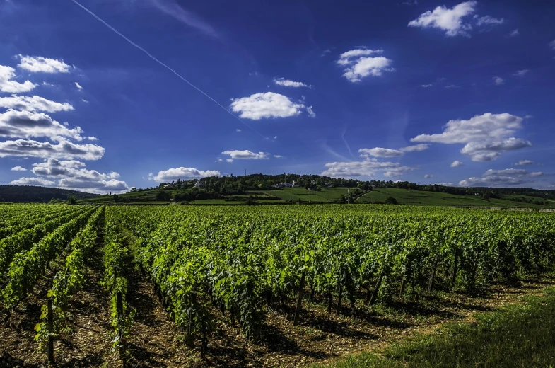 a field of green vines under a blue sky, by Cedric Peyravernay, flickr, ! low contrast!, shot on nikon z9, best selling, wine