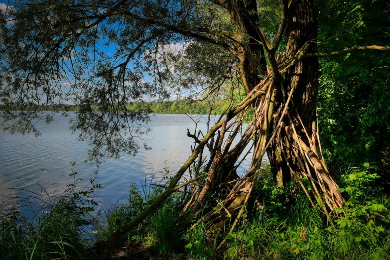 a tree that is next to a body of water, inspired by Andy Goldsworthy, pixabay contest winner, land art, (((((((((an overgrown forest, knotted trees, family friendly, opening shot