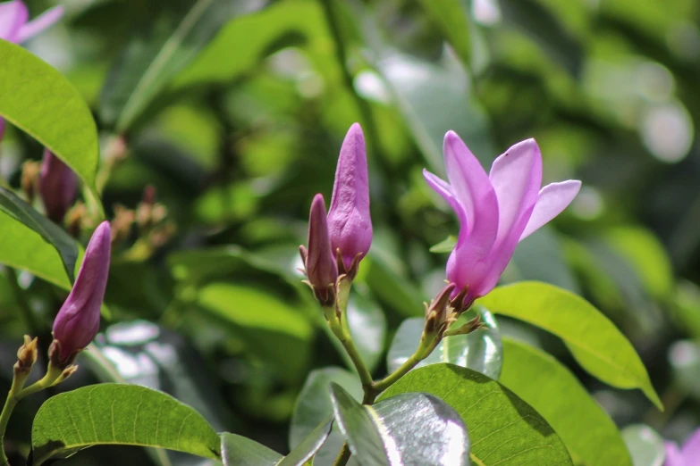 a close up of a flower on a tree, by Tom Carapic, hurufiyya, purple. smooth shank, jasmine, magnolia big leaves and stems, smooth tiny details