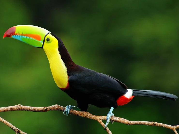 a colorful bird sitting on top of a tree branch, flickr, sumatraism, toucan, hq 4k phone wallpaper, green and yellow colors, black and yellow and red scheme