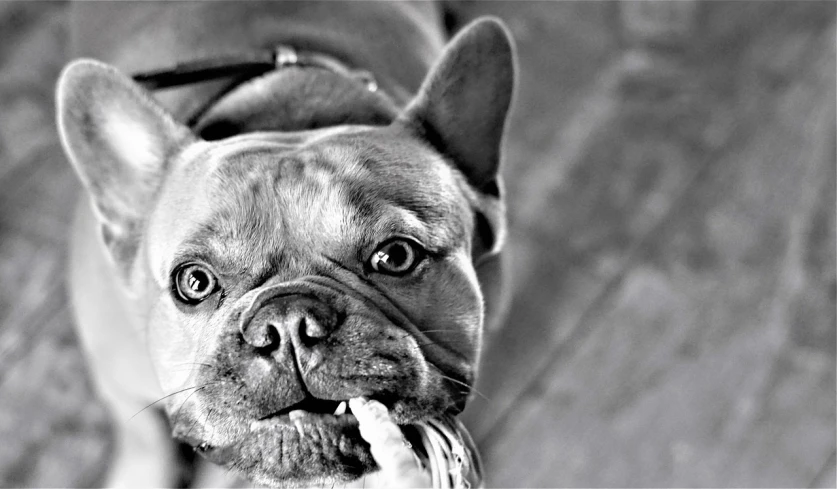 a black and white photo of a dog chewing on a bone, a portrait, by Zoran Mušič, unsplash, surrealism, french bulldog, edited, having a snack, closeup!!!!!!