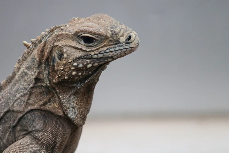 a close up of a lizard on a rock, a portrait, by Matteo Pérez, pixabay, sumatraism, macro head face, focus on giant tortoise, side view close up of a gaunt, iguana