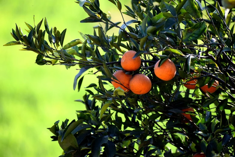 a bunch of oranges hanging from a tree, a portrait, by David Garner, trending on pixabay, hurufiyya, lush vista, lush scenery, alabama, grain”