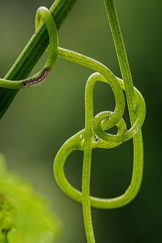 a close up of a plant with a knot on it, a macro photograph, by Jan Rustem, art nouveau, green snakes background, ringlet, intertwined full body view, taken with canon 5d mk4