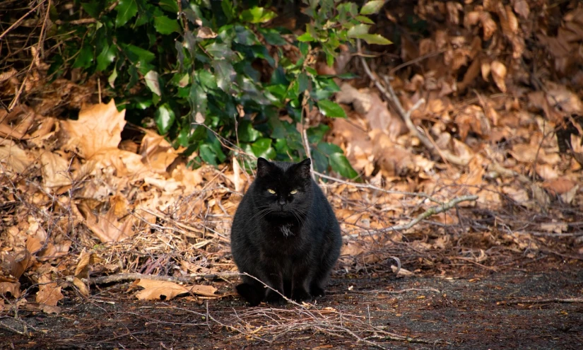 a black cat sitting on the ground in the woods, a portrait, flickr, purism, fat cat superhero, 1/1250sec at f/2.8, menacing!!!, zoomed out portrait of a duke