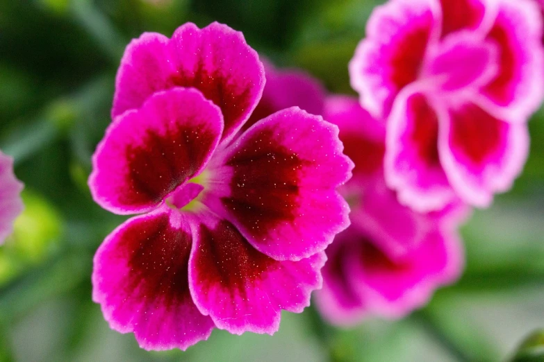 a close up of a bunch of pink flowers, bright pink highlights, perfect symmetry, frill, f2.8 50mm