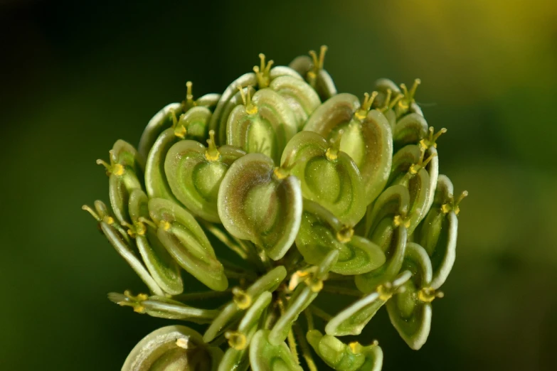 a close up of a bunch of flowers, a macro photograph, by Robert Brackman, shutterstock, hurufiyya, alien plant, absinthe, seeds, underside