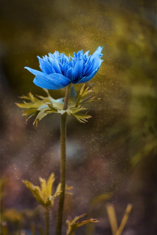 a blue flower sitting on top of a green plant, a portrait, by Hans Schwarz, precisionism, anemone, partially covered with dust, falling flower petals, with depth of field