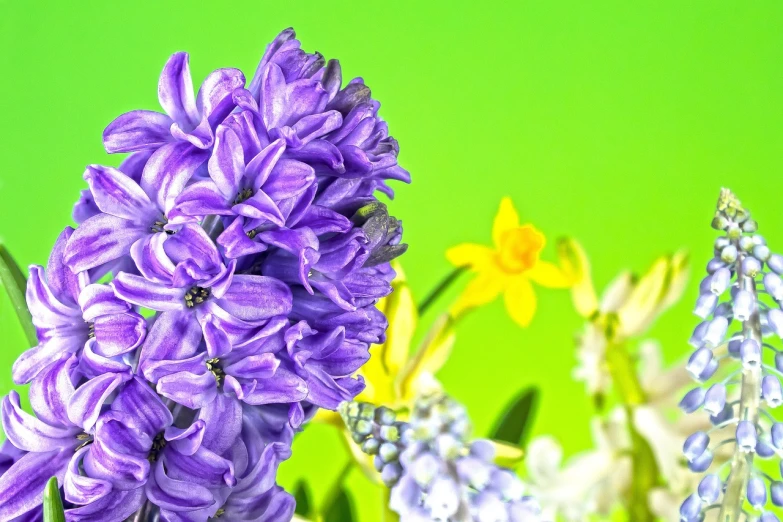 a vase filled with purple and yellow flowers, a picture, inspired by Hyacinthe Rigaud, pexels, background image, green and purple studio lighting, garden with flowers background, bright colors ultrawide lens
