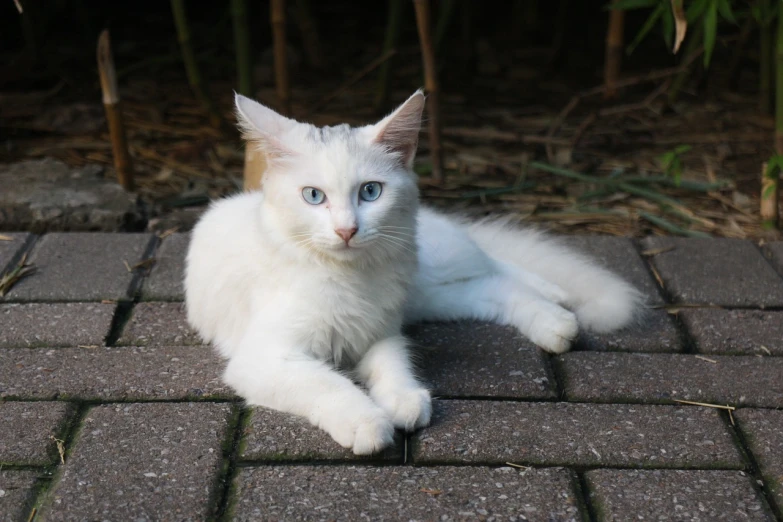 a white cat laying on a brick walkway, by Li Kan, flickr, watery blue eyes, young handsome pale roma, ahri, portrait of a small