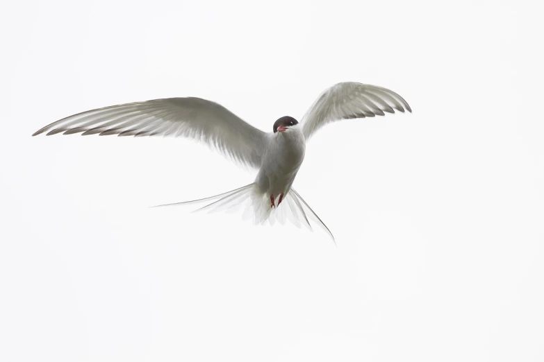 a bird that is flying in the sky, arabesque, white backdrop, a long-shot from front, red-eyed, gleaming white