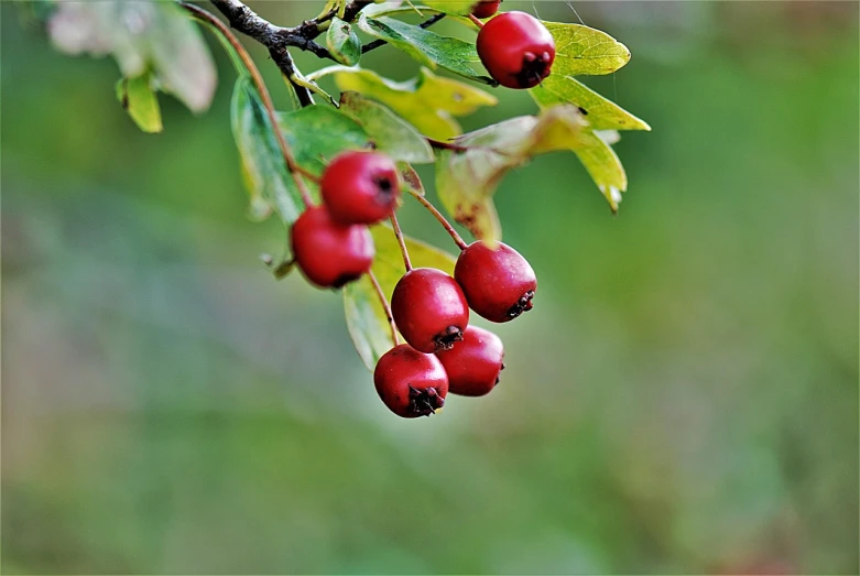 a bunch of red berries hanging from a tree, a photo, by Jan Rustem, istockphoto, shades green and red, macro photography, knee