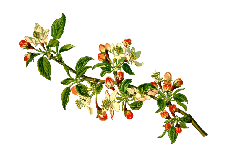 a branch of a flowering apple tree against a black background, a digital rendering, by Susan Heidi, shutterstock, art nouveau, circa 1 8 6 3, -w 1024, 1 8 th century spring ornaments, full color illustration