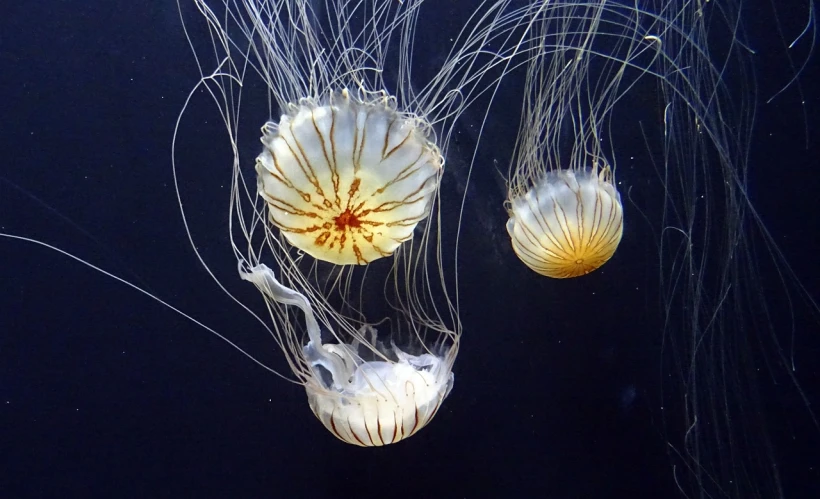 a group of jellyfish swimming next to each other, flickr, arabesque, ultra realistic”, stunning lines, netting, amazonian