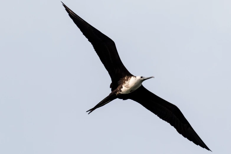 a bird that is flying in the sky, a portrait, by Paul Bird, flickr, hurufiyya, monitor, long tails, banner, the photo was taken from a boat