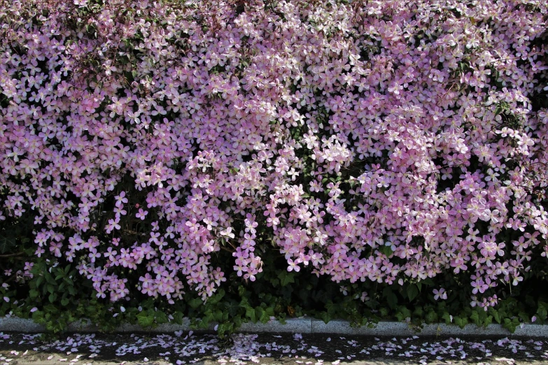 a fire hydrant sitting in front of a bush of flowers, a picture, by Kiyoshi Yamashita, clematis like stars in the sky, light pink tonalities, beautiful texture, jasmine