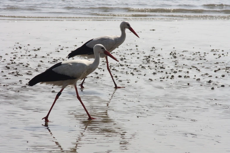 a couple of birds standing on top of a beach, arabesque, long legs, in an african river, closeup!!, walking confidently