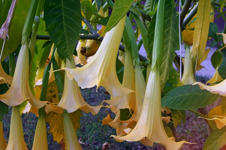 a bunch of yellow flowers hanging from a tree, inspired by Carpoforo Tencalla, hurufiyya, angel's trumpet, up close picture, bells, datura