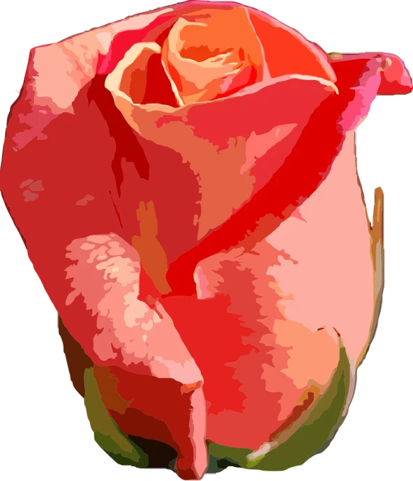 a close up of a red rose on a black background, a digital painting, inspired by Rose Henriques, digital art, pink and orange colors, !!! very coherent!!! vector art, painted with colour on white, pale orange colors