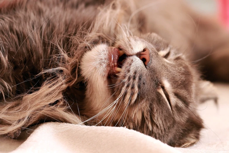 a close up of a cat laying on a bed, a picture, by Zofia Stryjenska, shutterstock, licking tongue, messy hair bedhead, closeup 4k, detailed picture