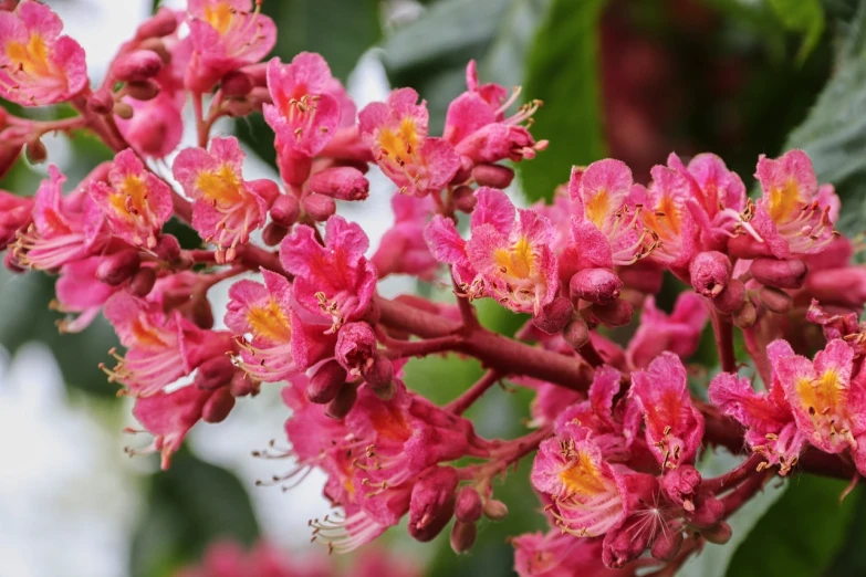 a close up of a bunch of flowers on a tree, by Gwen Barnard, hurufiyya, rich deep pink, often described as flame-like, warm colors--seed 1242253951, pink bees