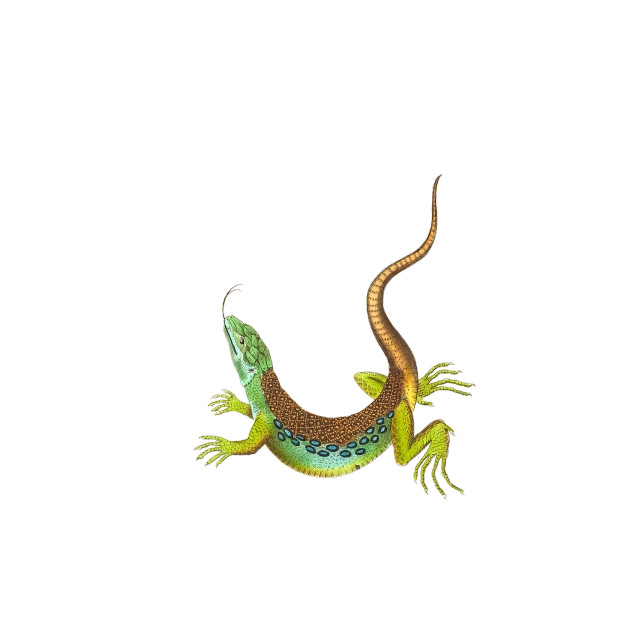 a close up of a lizard on a black background, an illustration of, by Matthew D. Wilson, hurufiyya, full color illustration, cell animation, various posed, top-down shot