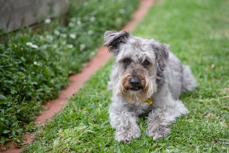 a dog that is laying down in the grass, a portrait, by Samuel Scott, pexels, photorealism, gray haired, sitting in the garden, australian, posing for the camera