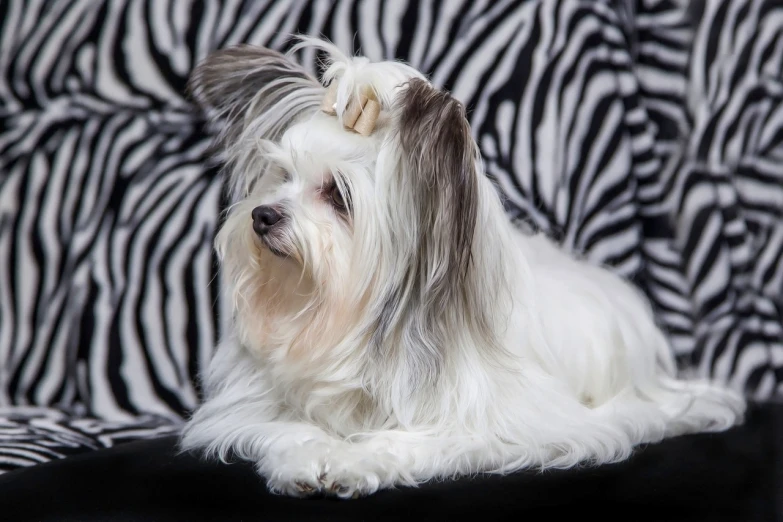 a small white dog sitting on top of a zebra print couch, a portrait, by Zofia Stryjenska, pixabay, white highlights in hair, profile posing, long spiky fluffy smooth hair, photo shoot