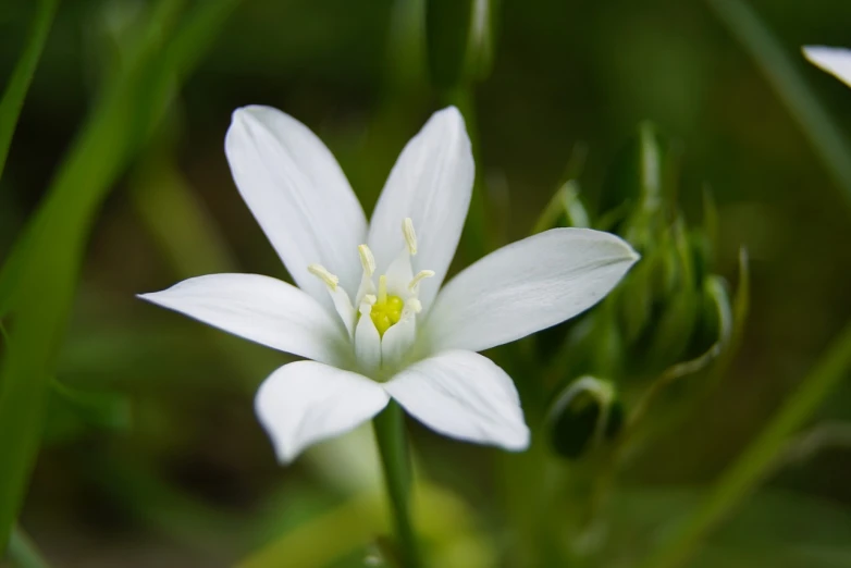 a close up of a white flower in the grass, a macro photograph, hurufiyya, michilin star, close-up product photo