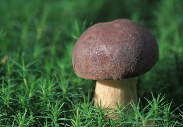 a mushroom sitting on top of a lush green field, mingei, chocolate, smooth shank, tsukasa dokite, velvet