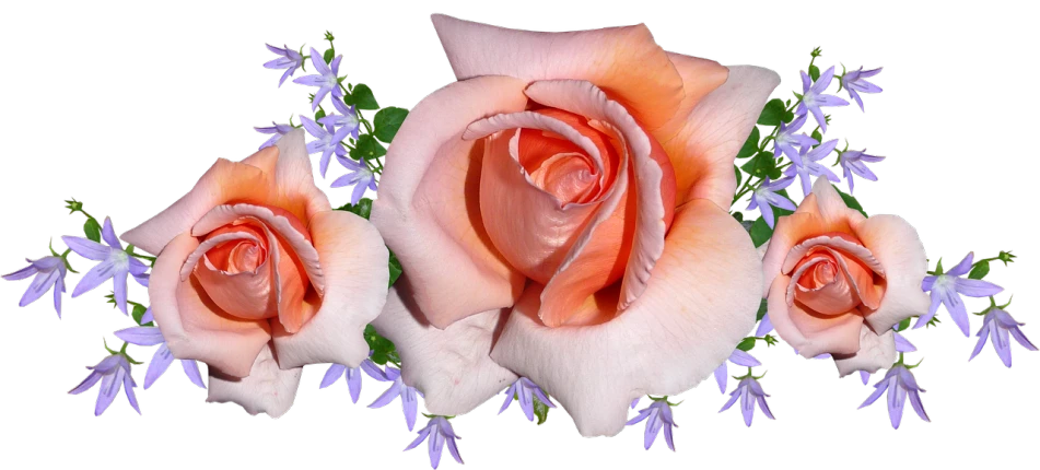 a group of pink roses sitting next to each other, inspired by Jan Henryk Rosen, (light orange mist), jasmine, digitally enhanced, orange flowers