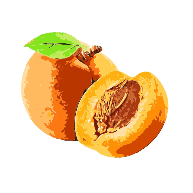 a couple of peaches sitting next to each other, an illustration of, illustration sharp detail, orange color, painterly illustration, icon