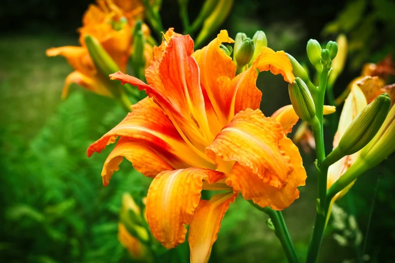 a group of orange flowers sitting on top of a lush green field, by Anna Haifisch, lily flower, beautiful flower, persian queen, after rain