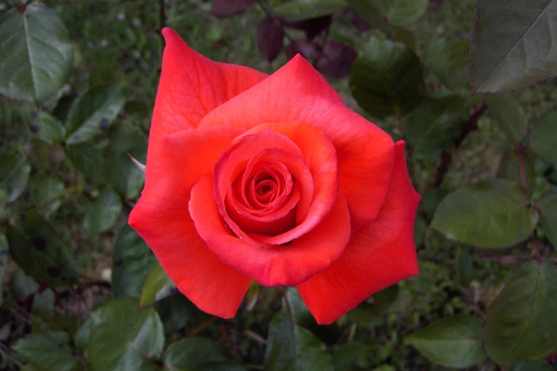 a close up of a red rose with green leaves, vibrant but dreary orange, deep colours. ”, beautiful flower, maximus jacobs