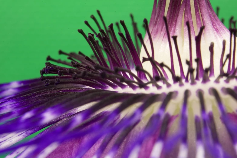 a close up of a purple flower on a green background, a macro photograph, by Robert Brackman, highly detailed product photo, explosion of colors, clematis theme banner, shot on a 9.8mm wide angle lens