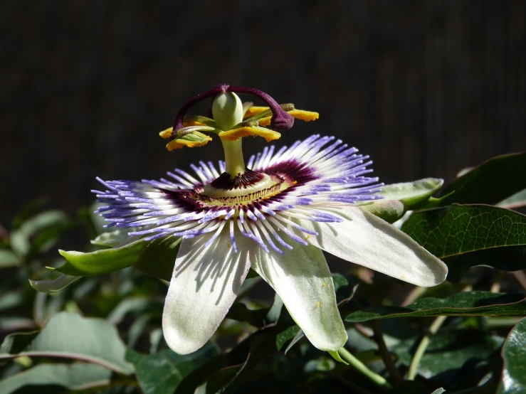 a close up of a flower on a plant, flickr, arabesque, passion fruits, white and purple, full morning sun, various posed