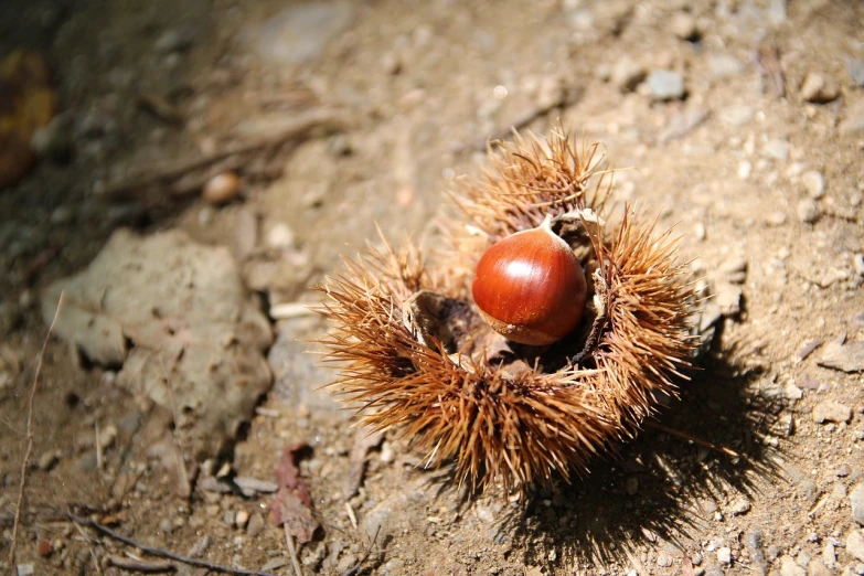 a close up of a fruit on the ground, by Robert Brackman, hurufiyya, chestnut hair, spikes, hibernation capsule close-up, broad brush