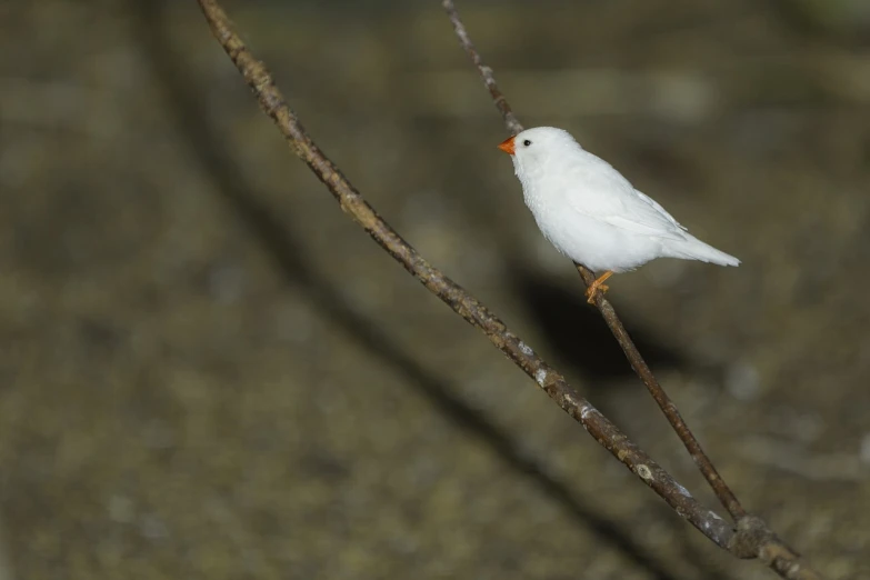 a small white bird sitting on top of a tree branch, by Kiyohara Tama, flickr, glowing veins of white, pyromallis nekro rene margitte, albino, wallpaper - 1 0 2 4