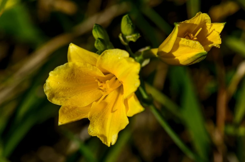 a yellow flower sitting on top of a lush green field, a macro photograph, lilies, dramatic closeup composition, early spring, late afternoon sun