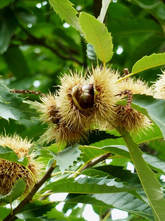 a close up of a bunch of nuts on a tree, inspired by Zoltan Boros, hurufiyya, fluffy chest, spikes on the body, chestnut hair, flower