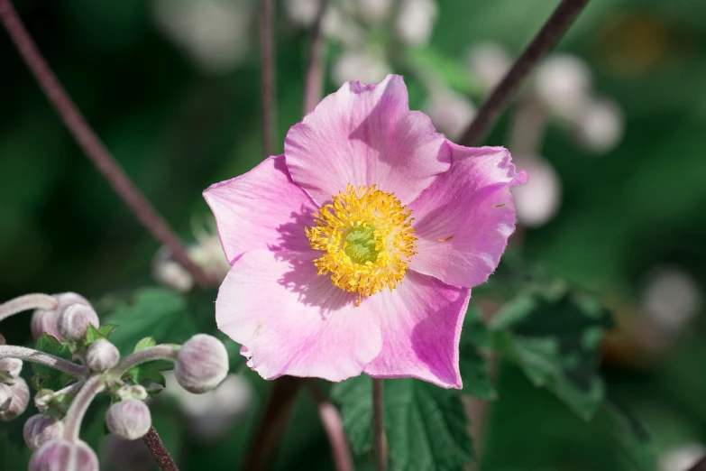 a close up of a pink flower with green leaves, by Robert Brackman, anemones, soft purple glow, rose-brambles, glazed