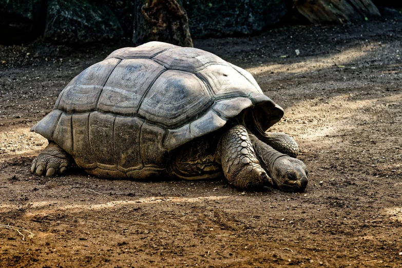 a large turtle sitting on top of a dirt field, by Antoni Brodowski, zoo, very sleepy and shy, dramatic shading, covered!