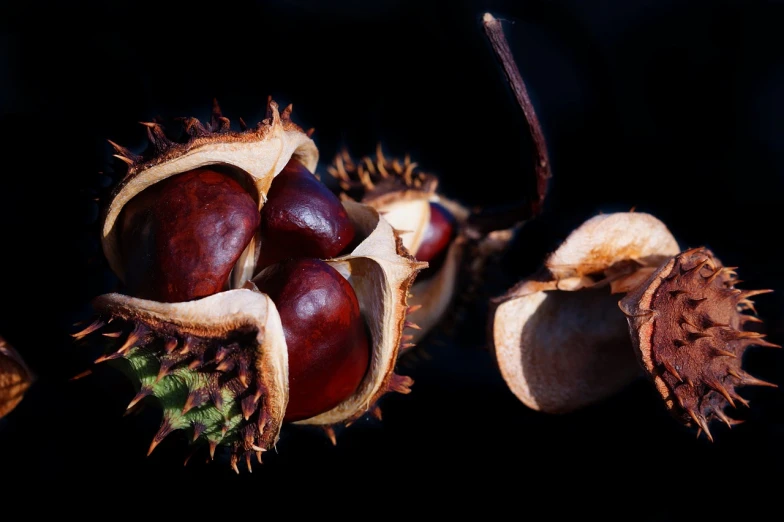 a bunch of nuts sitting on top of a black surface, a macro photograph, by Jan Rustem, beautiful autumn spirit, at dusk!, chestnut hair, red and brown color scheme