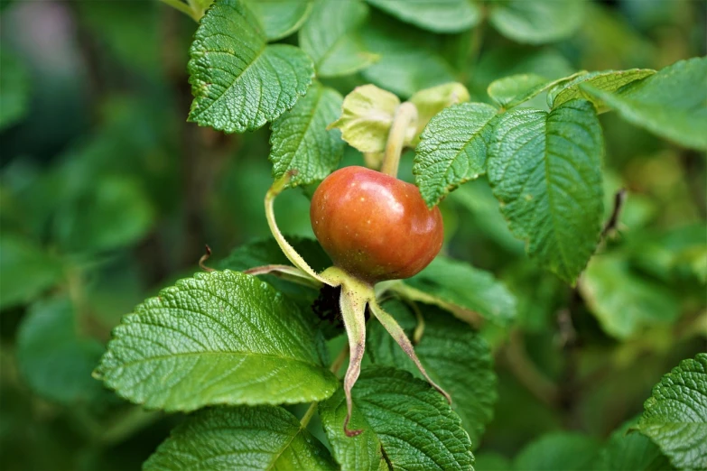 a close up of a fruit on a plant, by Jan Rustem, pixabay, renaissance, rose-brambles, betula pendula, istockphoto, forest gump tomato body